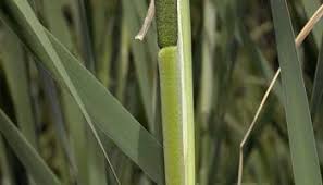 Attēlu rezultāti vaicājumam “Typha latifolia leaf”