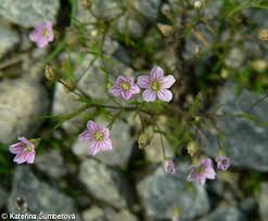 Attēlu rezultāti vaicājumam “Gypsophila muralis fruit”