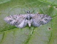 Attēlu rezultāti vaicājumam “Eupithecia exiguata”