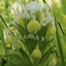 Attēlu rezultāti vaicājumam “Trichia ambigua”