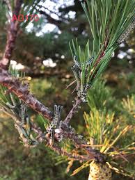 Attēlu rezultāti vaicājumam “Diprionidae cocoon”