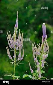 Attēlu rezultāti vaicājumam “Veronica longifolia leaf”