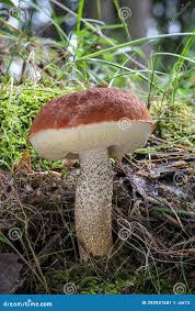 Attēlu rezultāti vaicājumam “Leccinum aurantiacum”