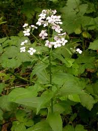 Attēlu rezultāti vaicājumam “Hesperis matronalis bud”