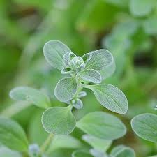 Image result for Origanum majorana