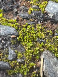 Attēlu rezultāti vaicājumam “Syntrichia”