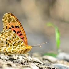 Attēlu rezultāti vaicājumam “Argynnis laodice male”