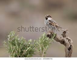 Image result for Passer hispaniolensis