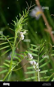 Attēlu rezultāti vaicājumam “Vicia hirsuta flower”