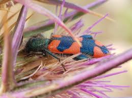 Attēlu rezultāti vaicājumam “Thecabius affinis”