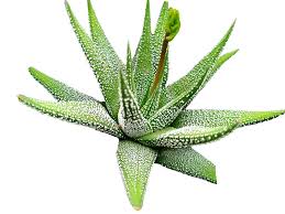 Image result for Haworthia