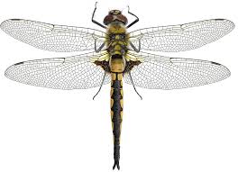 Attēlu rezultāti vaicājumam “Epitheca bimaculata”