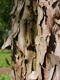 Attēlu rezultāti vaicājumam “Taxus baccata bud”
