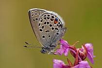 Attēlu rezultāti vaicājumam “Vacciniina optilete female”