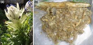 Attēlu rezultāti vaicājumam “Saussurea esthonica flower”