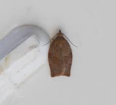 Attēlu rezultāti vaicājumam “Pandemis heparana”