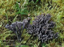 Attēlu rezultāti vaicājumam “Thelephora palmata”