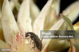 Attēlu rezultāti vaicājumam “Closterotomus biclavatus nymph”