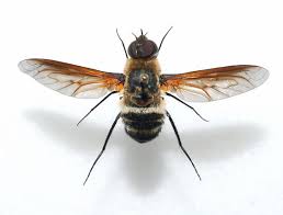 Attēlu rezultāti vaicājumam “Exoprosopa capucina”