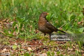 Attēlu rezultāti vaicājumam “Turdus merula female”
