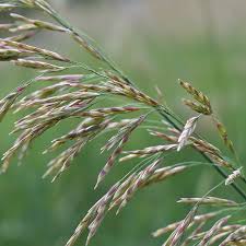 Attēlu rezultāti vaicājumam “Bromopsis inermis”