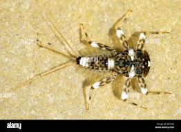 Attēlu rezultāti vaicājumam “Ephemeroptera larvae”