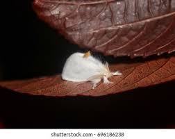 Attēlu rezultāti vaicājumam “Euproctis similis imago”