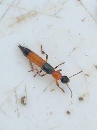 Billedresultat for rovbille