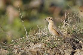 Image result for Lanius isabellinus