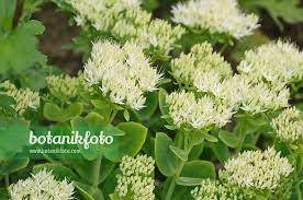 Image result for Chrysanthemum spectabile