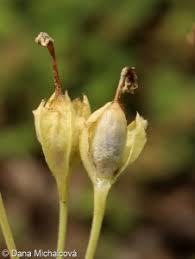 Attēlu rezultāti vaicājumam “Primula veris fruit”