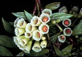 Attēlu rezultāti vaicājumam “Ericaceae”