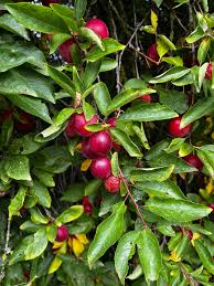 Attēlu rezultāti vaicājumam “Prunus domestica subsp. insitita fruit”
