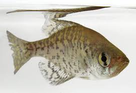 Image result for Pomoxis annularis