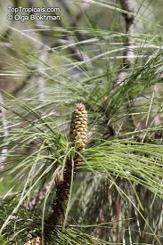 Attēlu rezultāti vaicājumam “Pinus”
