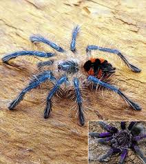 Attēlu rezultāti vaicājumam “Amaurochaete sp.”