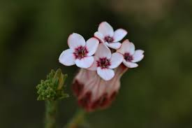 Attēlu rezultāti vaicājumam “Ericaceae”