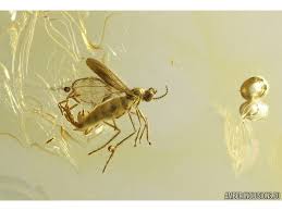 Attēlu rezultāti vaicājumam “Cecidomyiidae”