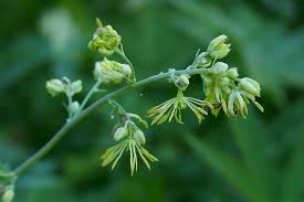 Attēlu rezultāti vaicājumam “Thalictrum minus”