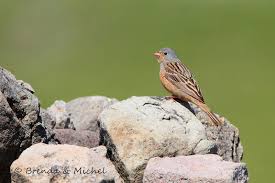 Image result for Emberiza caesia