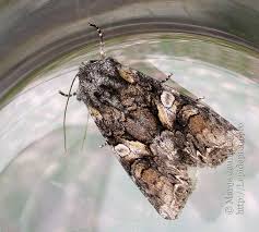 Attēlu rezultāti vaicājumam “Lacanobia contigua”