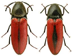 Attēlu rezultāti vaicājumam “Ampedus sanguineus”