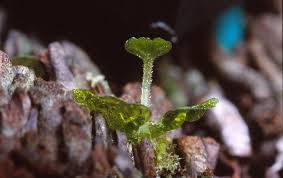 Attēlu rezultāti vaicājumam “Anomodon viticulosus sporophyte”