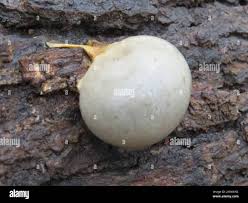 Attēlu rezultāti vaicājumam “Lycogala flavofuscum”