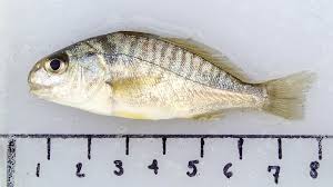 Image result for Leiostomus xanthurus