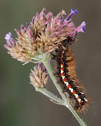 Attēlu rezultāti vaicājumam “Acronicta rumicis larva”