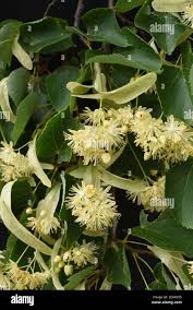 Attēlu rezultāti vaicājumam “Tilia platyphyllos subsp. cordifolia flower”