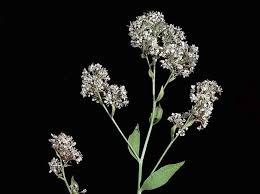 Attēlu rezultāti vaicājumam “Laserpitium latifolium bud”