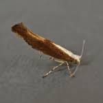 Attēlu rezultāti vaicājumam “Argyresthia semifusca”