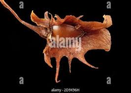 Attēlu rezultāti vaicājumam “Rumex obtusifolius fruit”